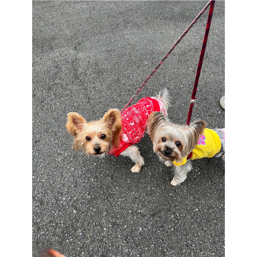 卒業犬モニカちゃんの初旅行♪
